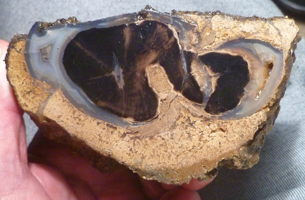 4 1/2" Blue Forest Black Petrified Wood Eocene Age Eden Valley Wyoming 540 grams