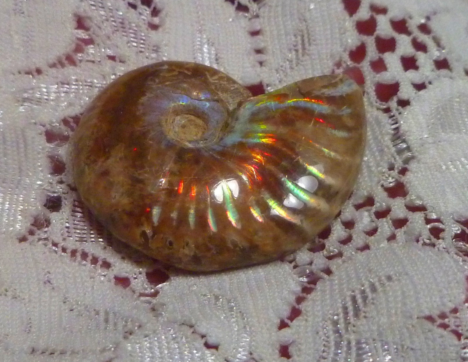 31mm Red Blue GEM QUALITY AMMONITE FOSSIL 100 million Years Madagascar 43cts