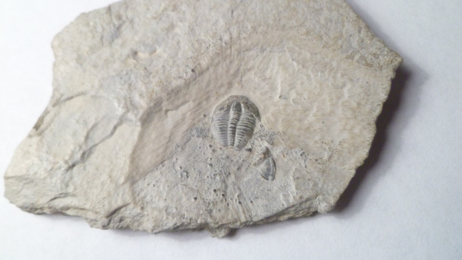 Perfect! 509 Million YEAR Old Elrathia Kingi TRILOBITE Fossil Utah