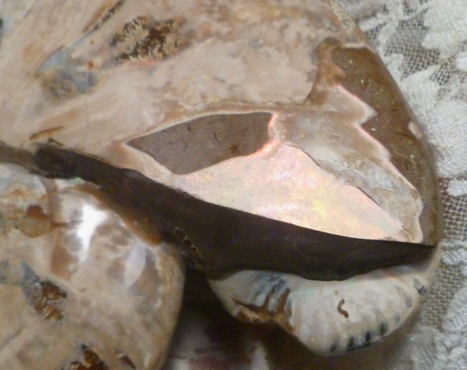 6" Polished AMMONITE FOSSIL W/Smaller in the End 100 MYO Madagascar OLD STOCK