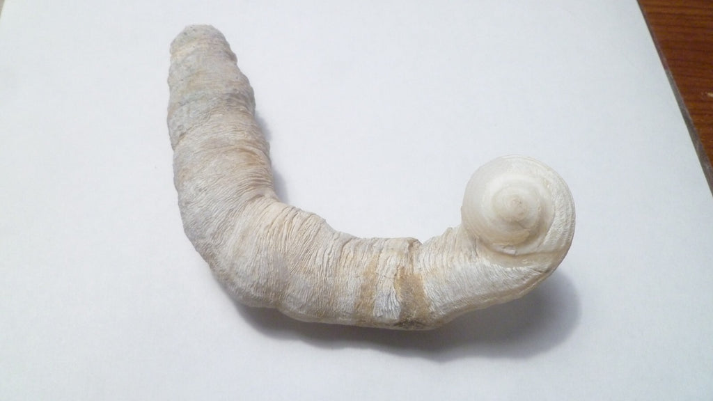 5.5" SEASHELL MOLUSKS SNAIL FOSSIL, CORALLIOPHILIDAE INDONESIA Amazing Specimen!