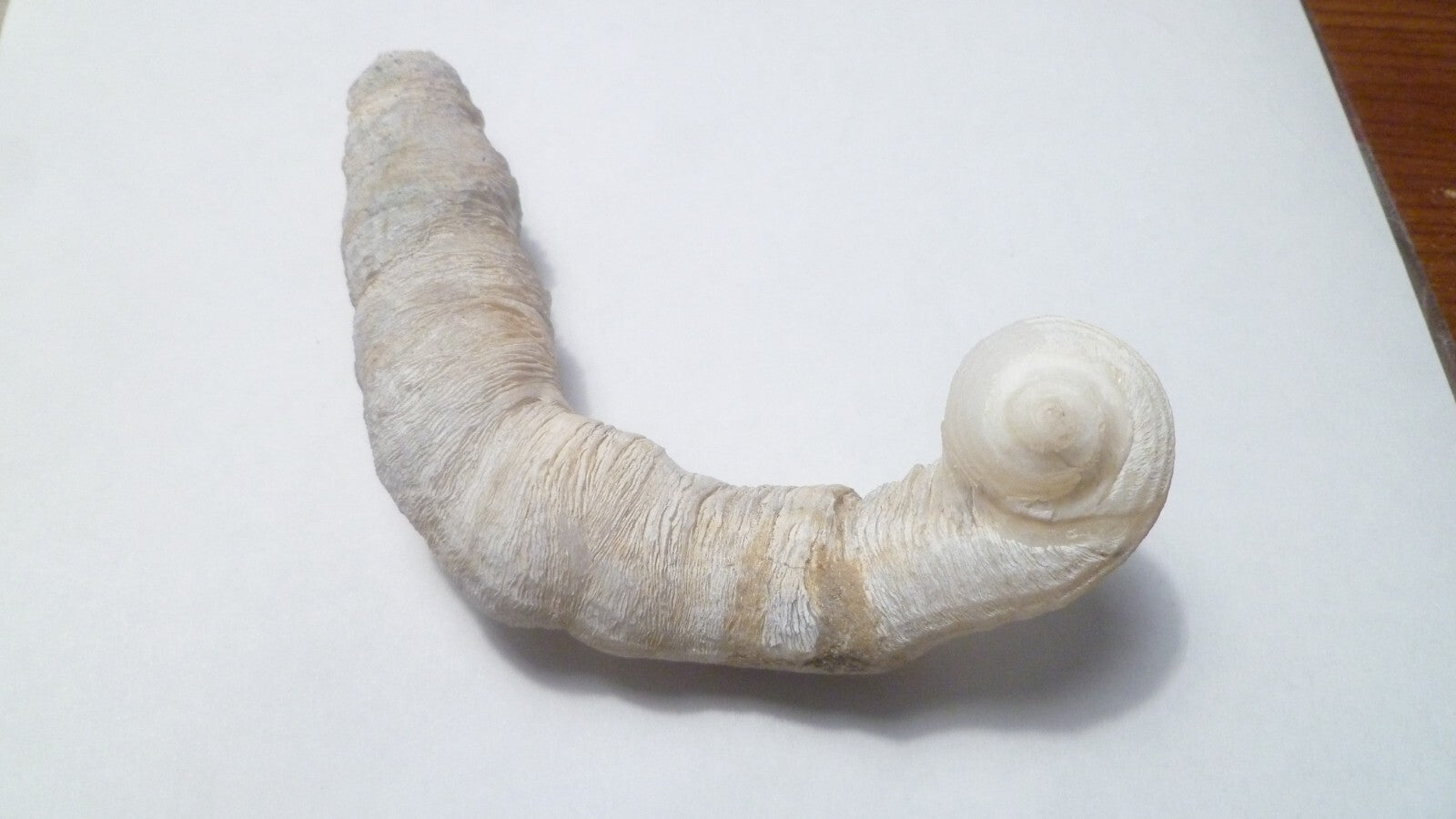 5.5" SEASHELL MOLUSKS SNAIL FOSSIL, CORALLIOPHILIDAE INDONESIA Amazing Specimen!