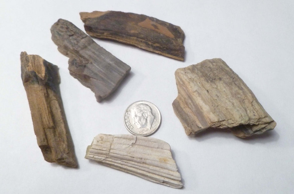 Lot 5 Nice Woodworthia Petrified Wood NE AZ 60 grams