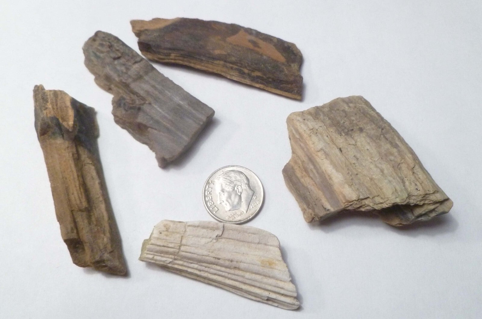 Lot 5 Nice Woodworthia Petrified Wood NE AZ 60 grams