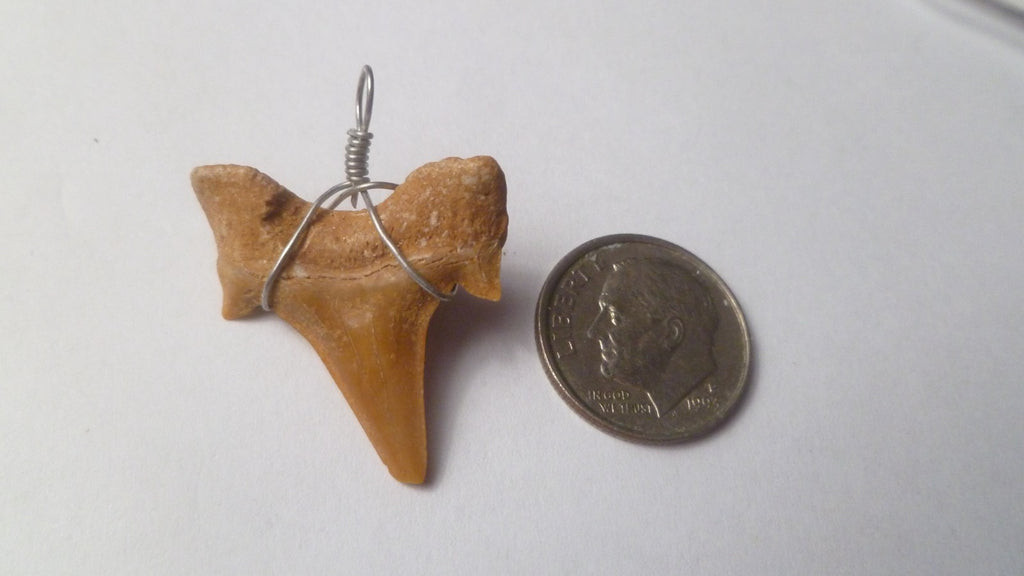 OTODUS TOOTH REAL A+ SHARK FOSSIL PENDANT MEGALODON EXTINCT ANCESTOR RELIC
