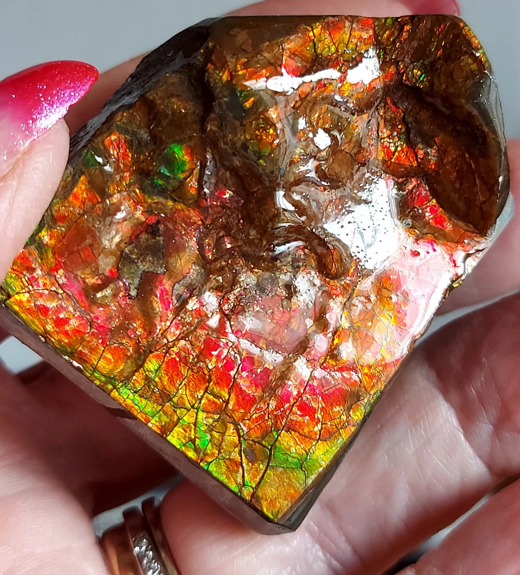 53x43x26 AMMOLITE  Mulit Color gemstone Canada Ammonite