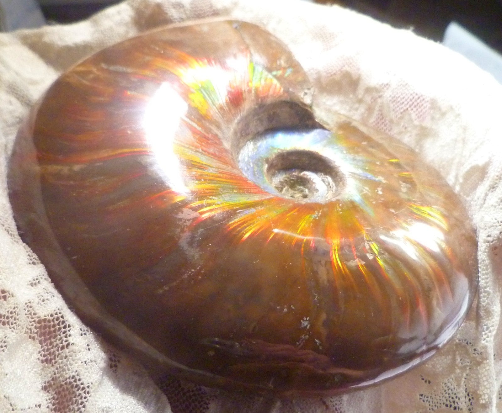 4.6" Red BLUE CENTER AMMONITE FOSSIL 100 MYO Madagascar OLD STOCK