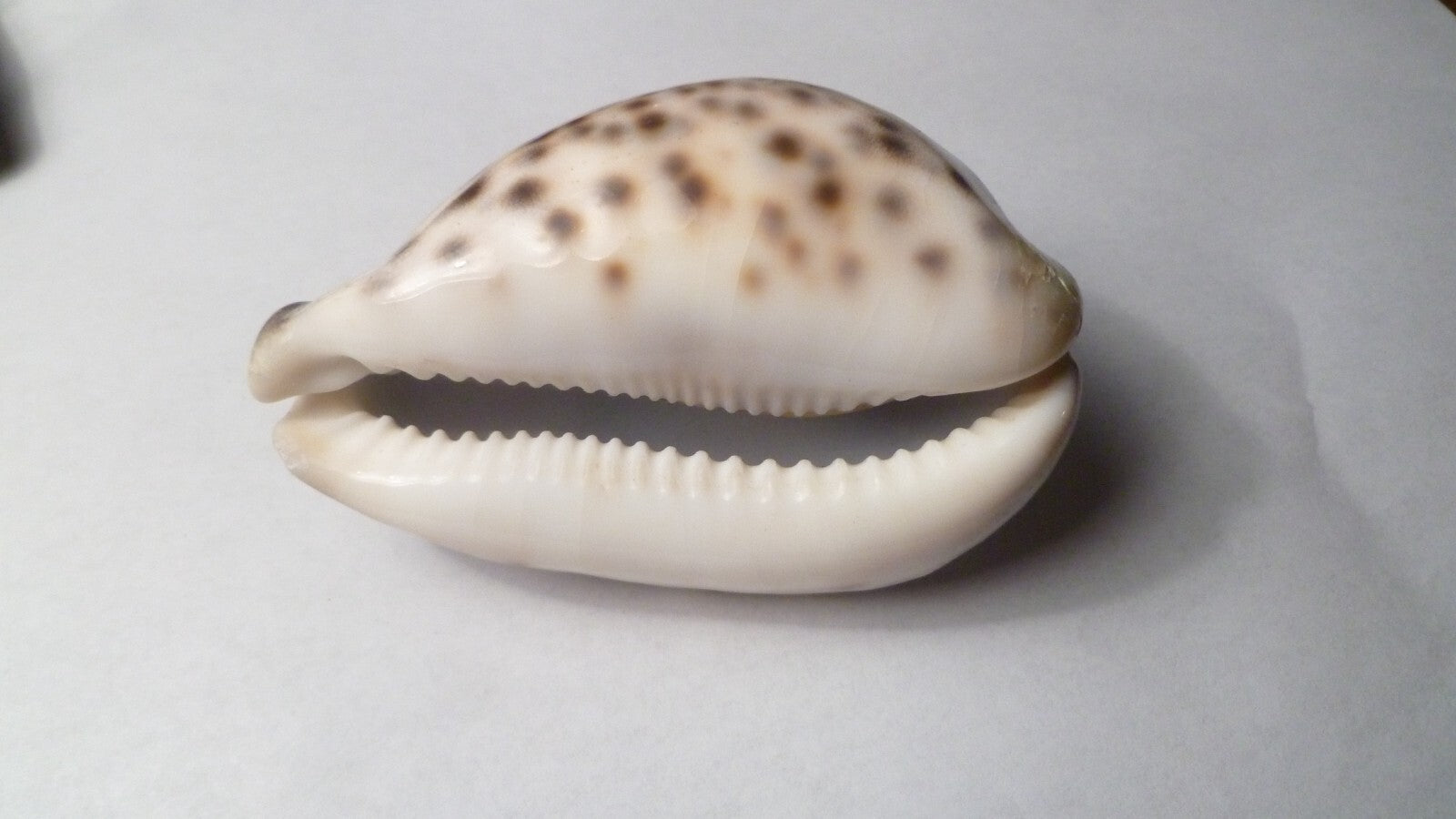 Vintage Beautiful Tiger Cowrie Cypraea Tigris Leopard Pattern Seashell  3.5”