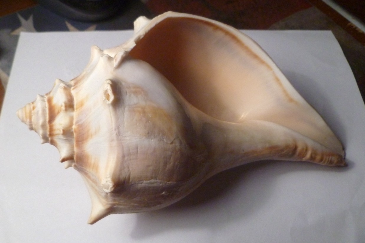 White & Tan Whelk Welk Conch-Like Seashell Shell - Big 6.5” Long -2.75”Tall