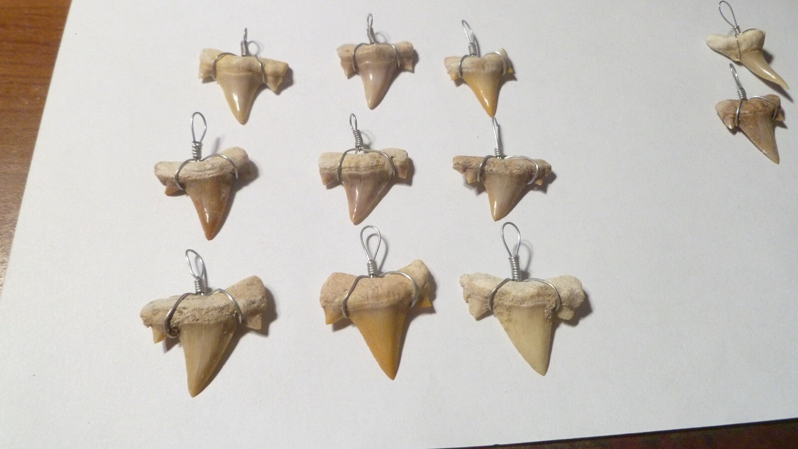 ONE OTODUS TOOTH REAL A+ SHARK FOSSIL PENDANT MEGALODON EXTINCT ANCESTOR RELIC