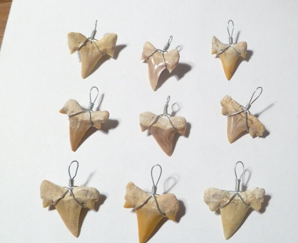 ONE OTODUS TOOTH REAL A+ SHARK FOSSIL PENDANT MEGALODON EXTINCT ANCESTOR RELIC