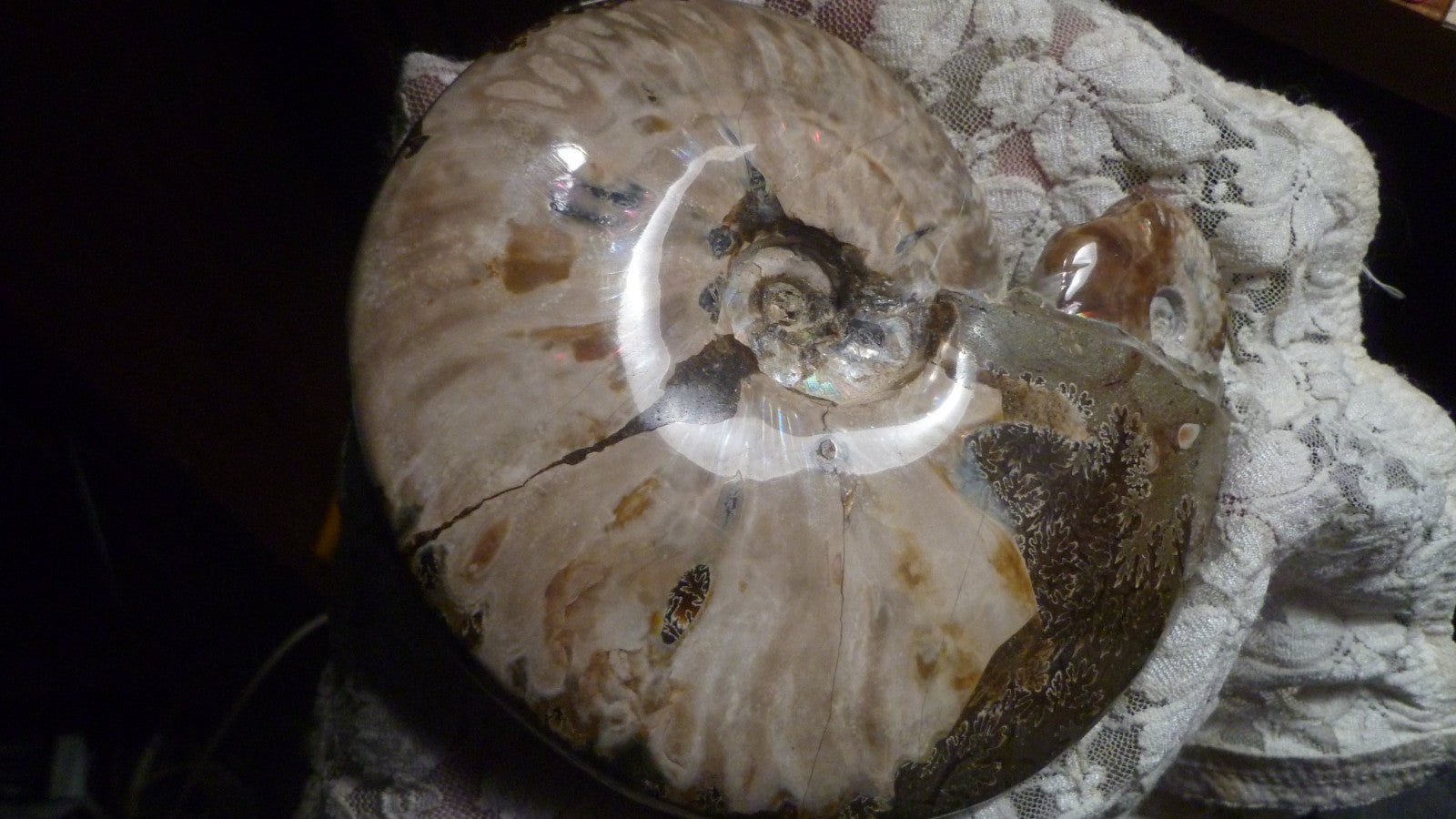 6" Polished AMMONITE FOSSIL W/Smaller in the End 100 MYO Madagascar OLD STOCK