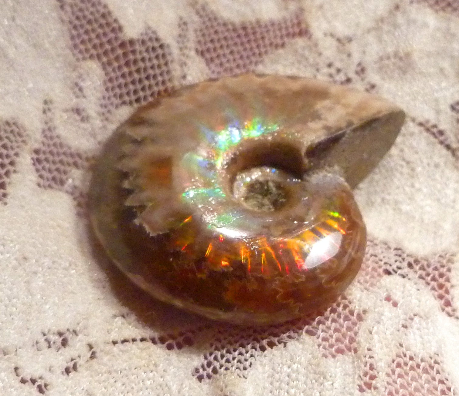 35mm Red GEM QUALITY AMMONITE FOSSIL 100 million Years Madagascar 69cts