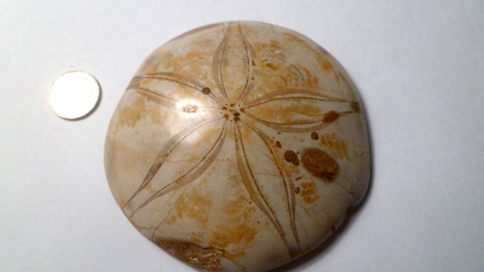 Excellent Sand dollar Clypeasteroid Fossil Perfect Polished Star 3 & 1/4"