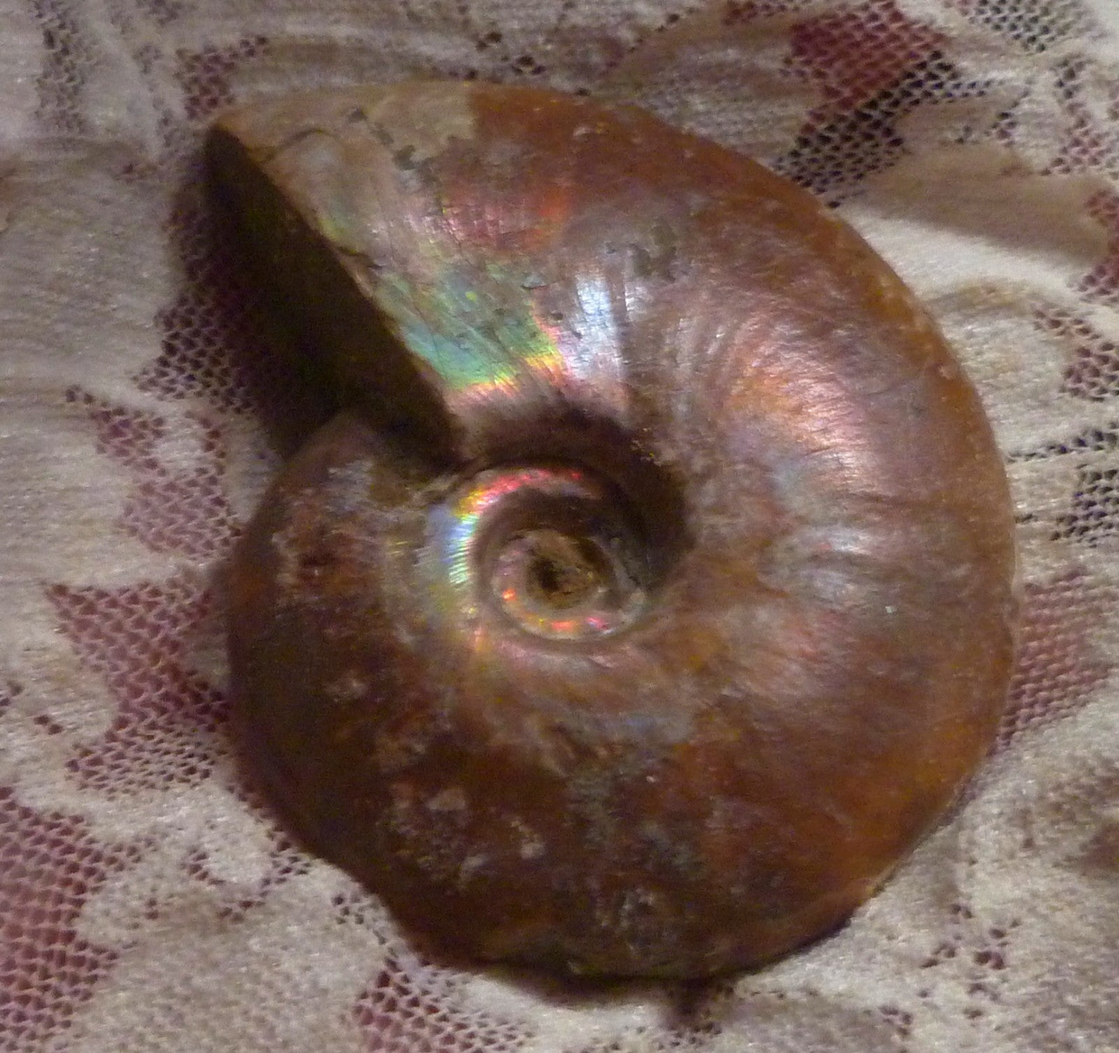 56mm Red, Green AMMONITE FOSSIL 100 million Years Madagascar 49 grams