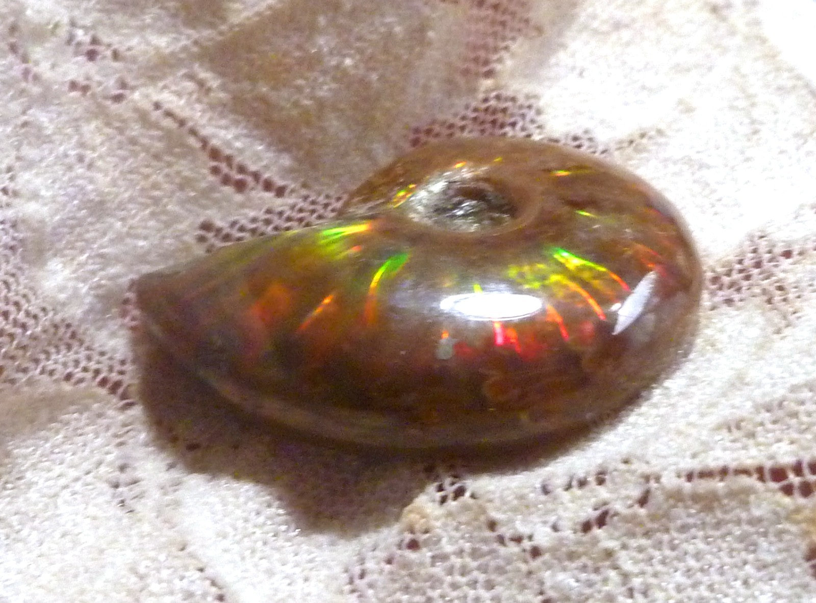 30mm Red GEM QUALITY AMMONITE FOSSIL 100 million Years Madagascar 48cts
