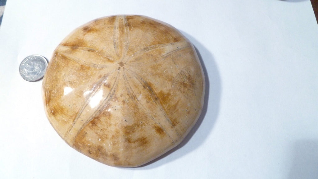 Fossil Sand Dollar Clypeasteroid Fossil Star Sand dollar 3 & 5/8"
