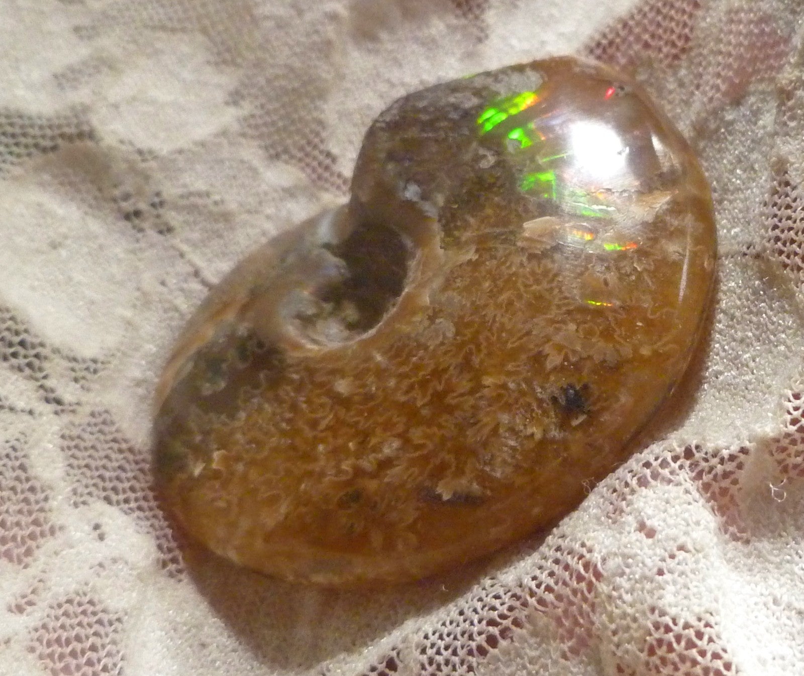 49mm Green Red Polished AMMONITE FOSSIL 100 million Years Madagascar 171cts