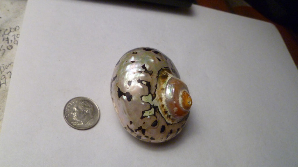 SOUTH AFRICA SARMATICUS TURBO SEA SHELL HERMIT CRAB  2 1/8" Beach decor
