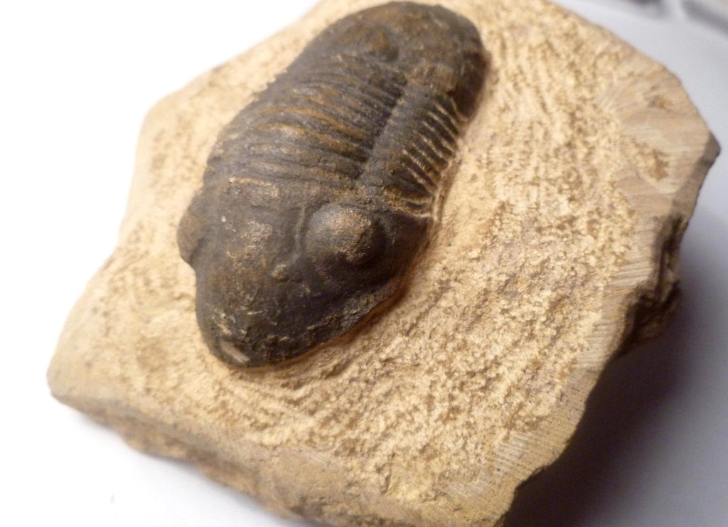 74mm Quality Reedops Trilobite Fossil From The Devonian of Morocco