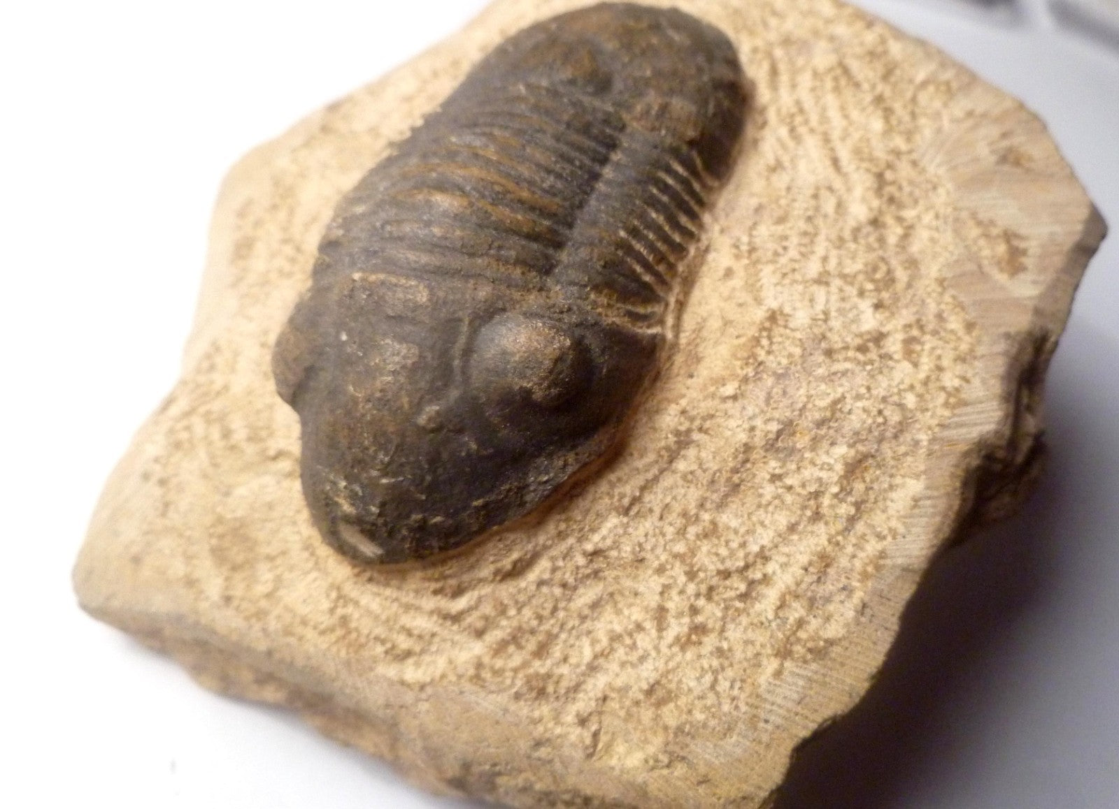 74mm Quality Reedops Trilobite Fossil From The Devonian of Morocco
