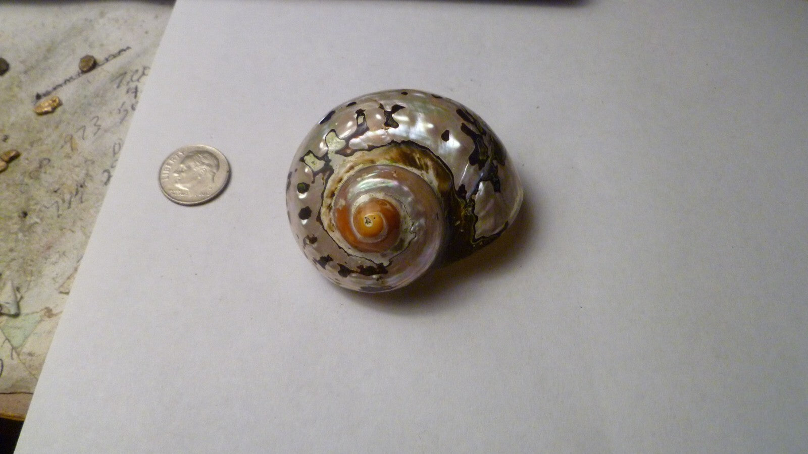 SOUTH AFRICA SARMATICUS TURBO SEA SHELL HERMIT CRAB  2 1/8" Beach decor