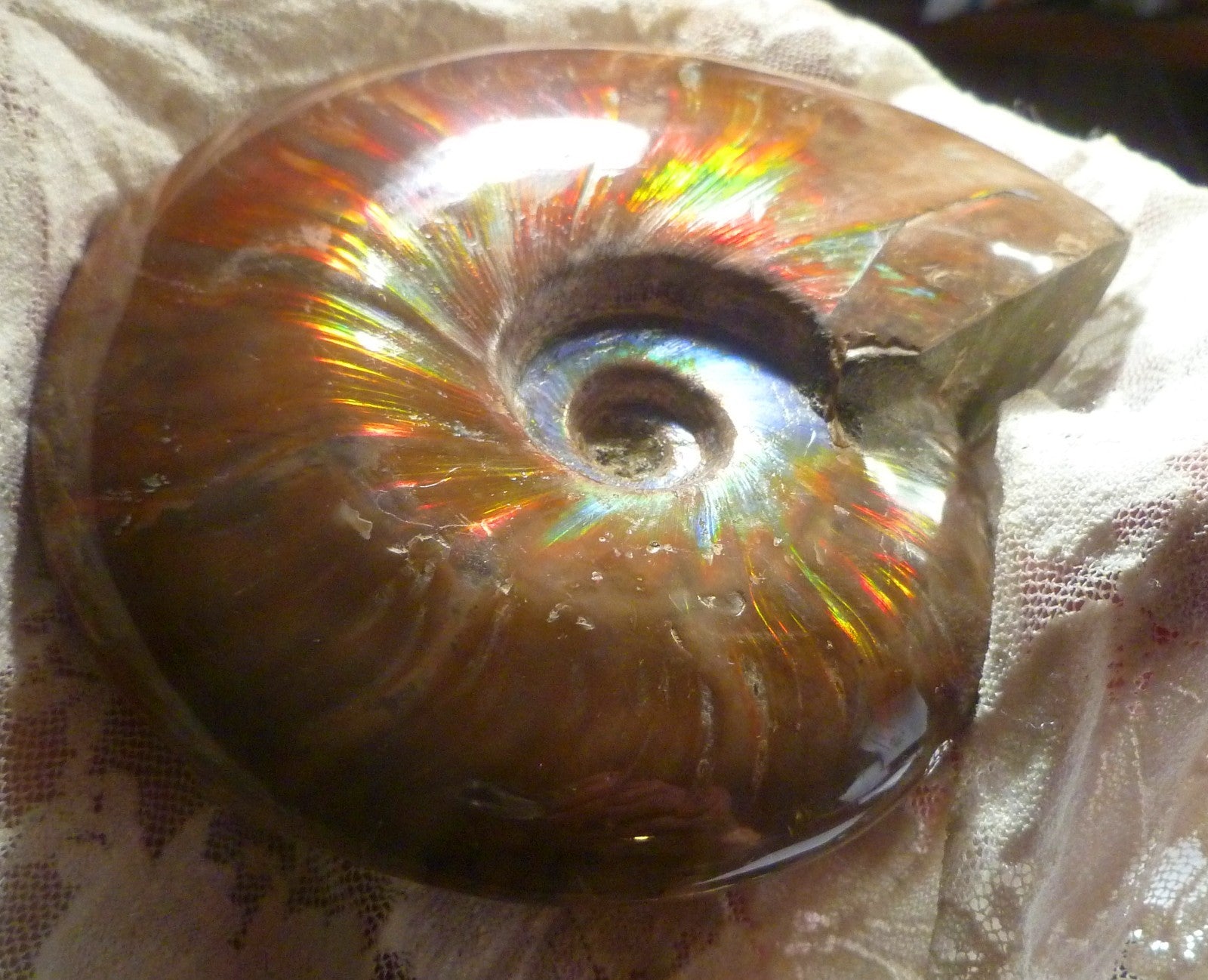 4.6" Red BLUE CENTER AMMONITE FOSSIL 100 MYO Madagascar OLD STOCK