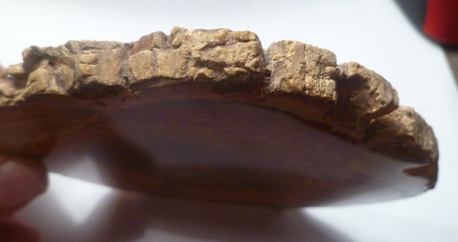 RED! Petrified Wood Polished Slab Great Colors 5.25" Complete Cross Section