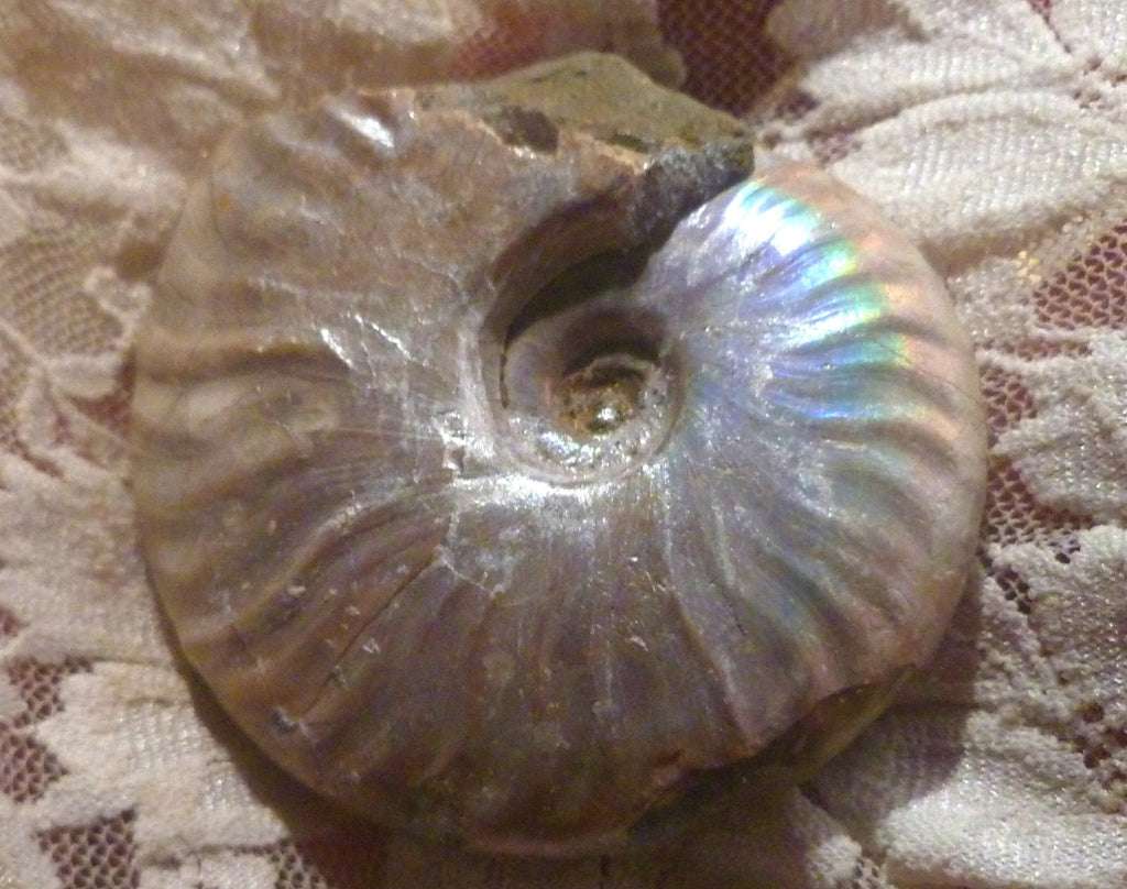 61mm SILVER Iridescent AMMONITE FOSSIL Opalized 100 million Years Madagascar