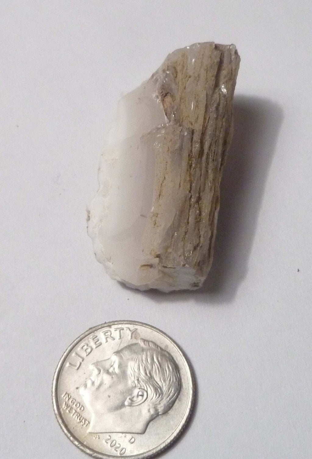 Awesome!  Virgin Valley WHITE Opal Petrified Wood Log Nevada 40 cts