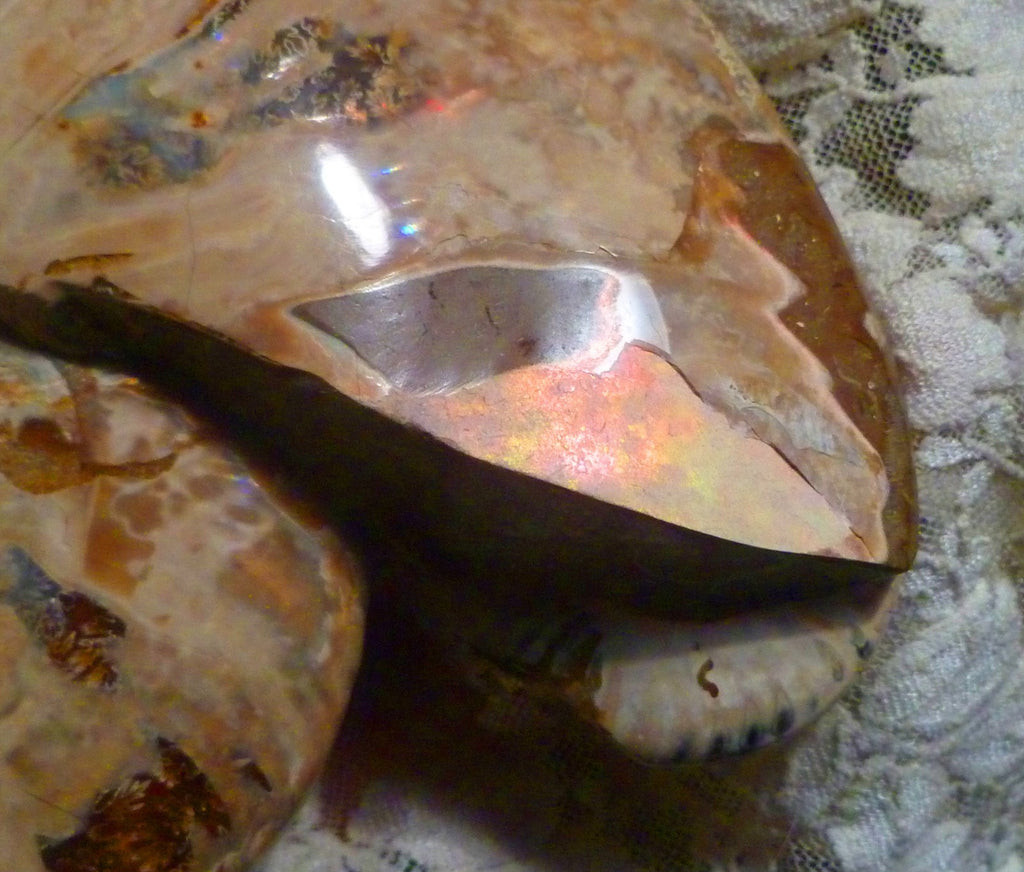 6" Polished AMMONITE FOSSIL W/Smaller in the End 100 MYO Madagascar OLD STOCK