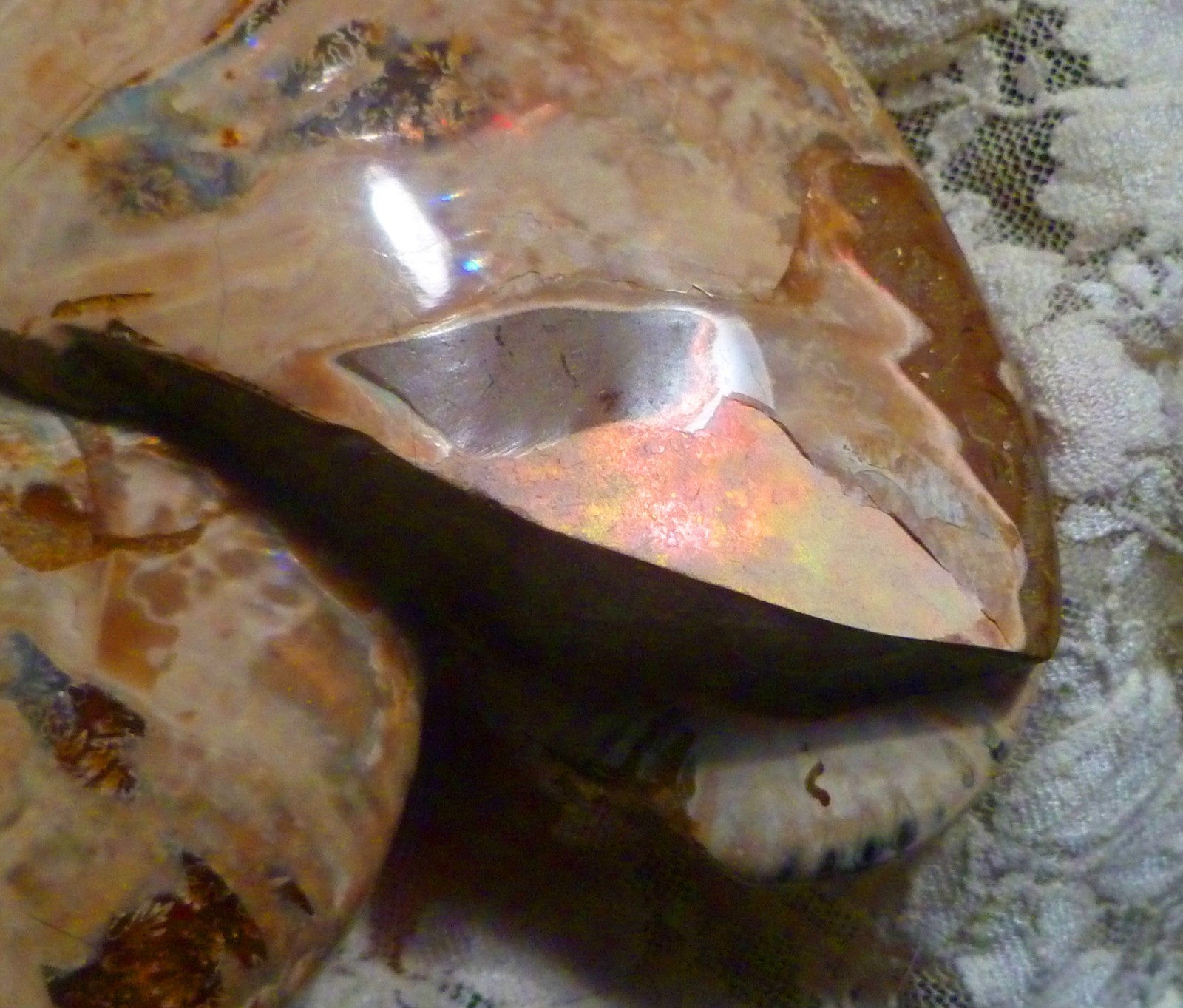 6" Polished AMMONITE FOSSIL W/Smaller in the End 100 MYO Madagascar OLD STOCK