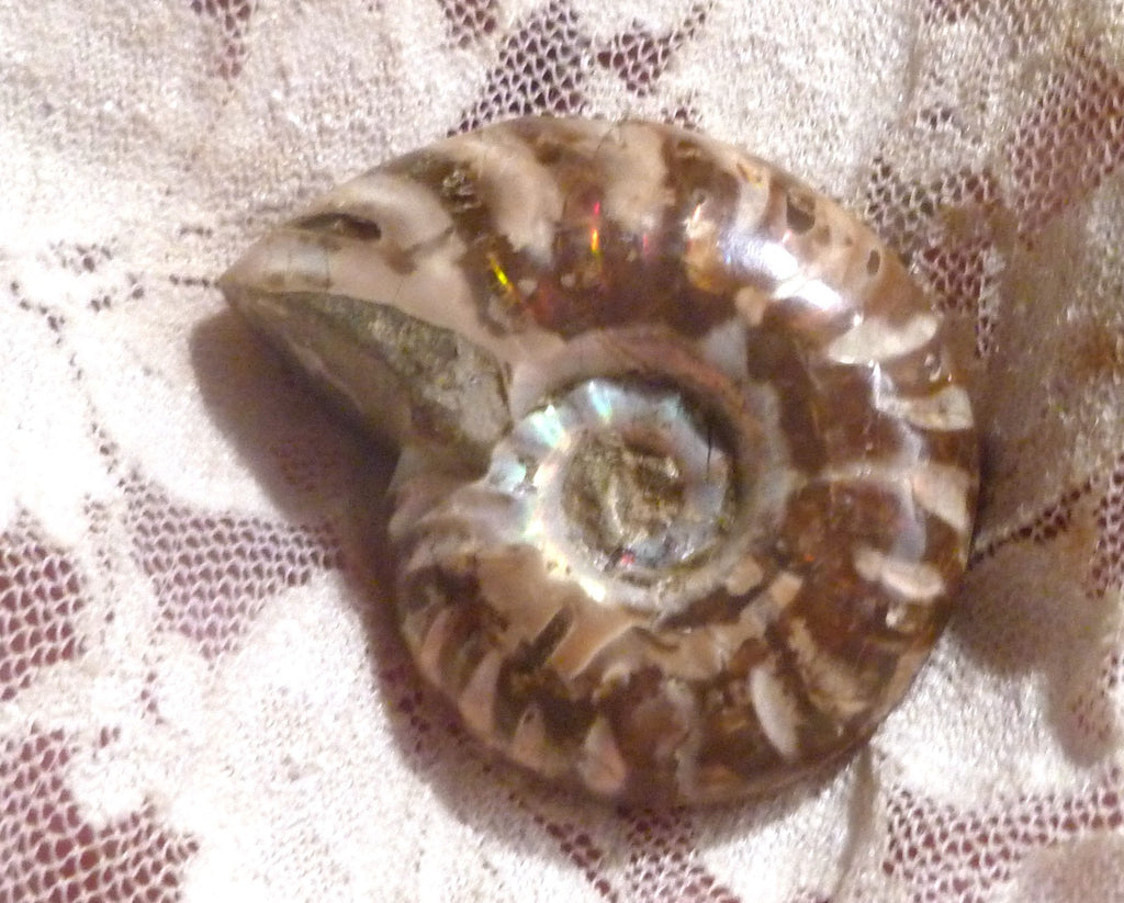 39mm Red Blue Center AMMONITE FOSSIL Opalized 100 million Years Madagascar