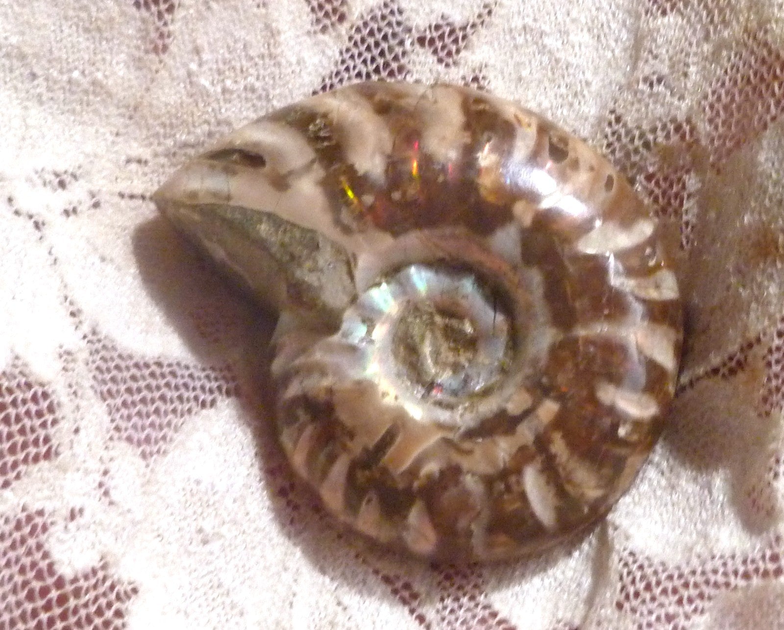 39mm Red Blue Center AMMONITE FOSSIL Opalized 100 million Years Madagascar