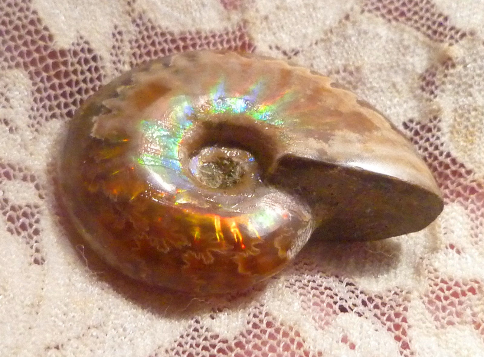 35mm Red GEM QUALITY AMMONITE FOSSIL 100 million Years Madagascar 69cts