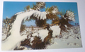 Postcard Snow High Desert California USA 1961