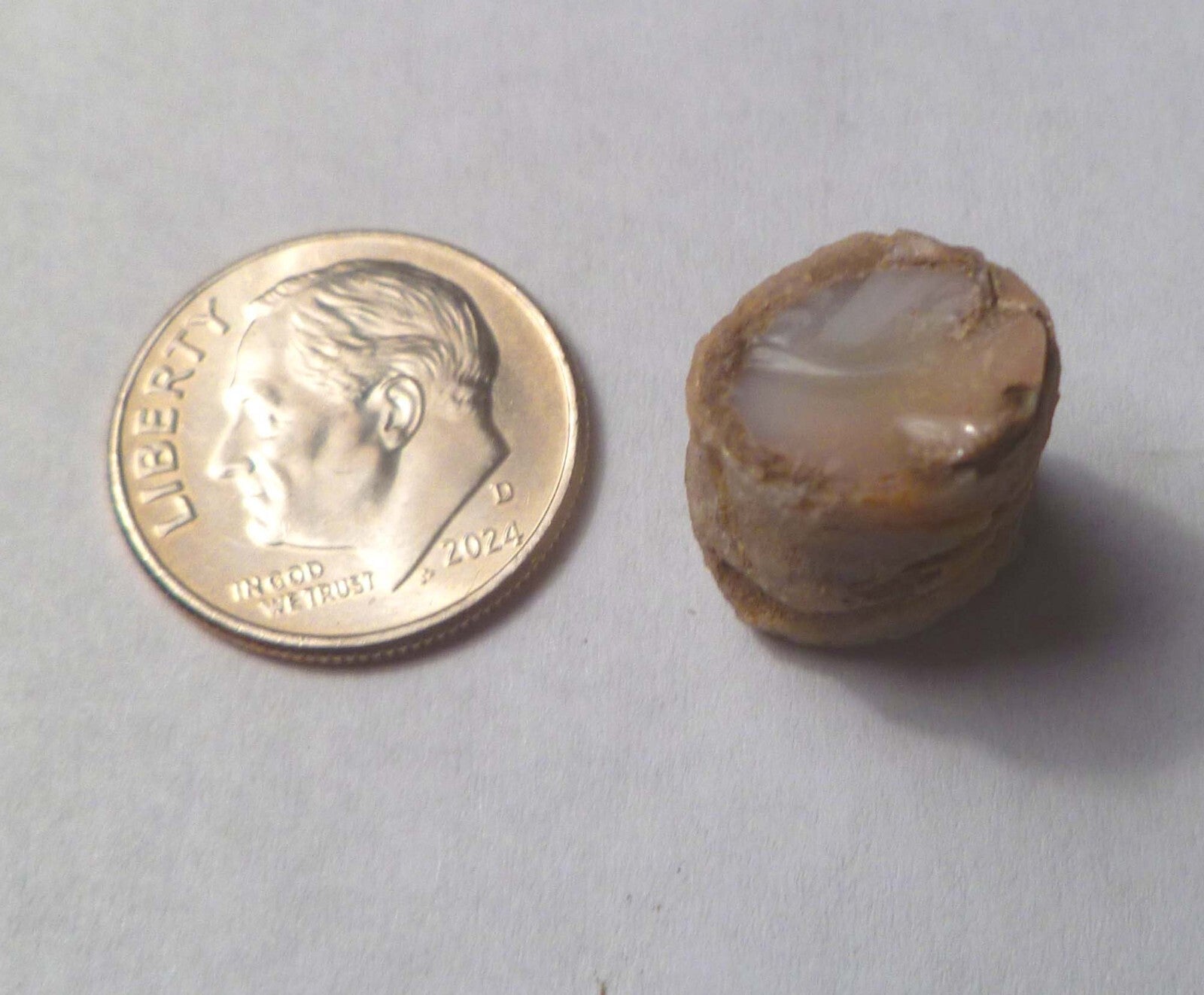 Virgin Valley WHITE PINK Opal Petrified Wood Log Nevada 10 cts