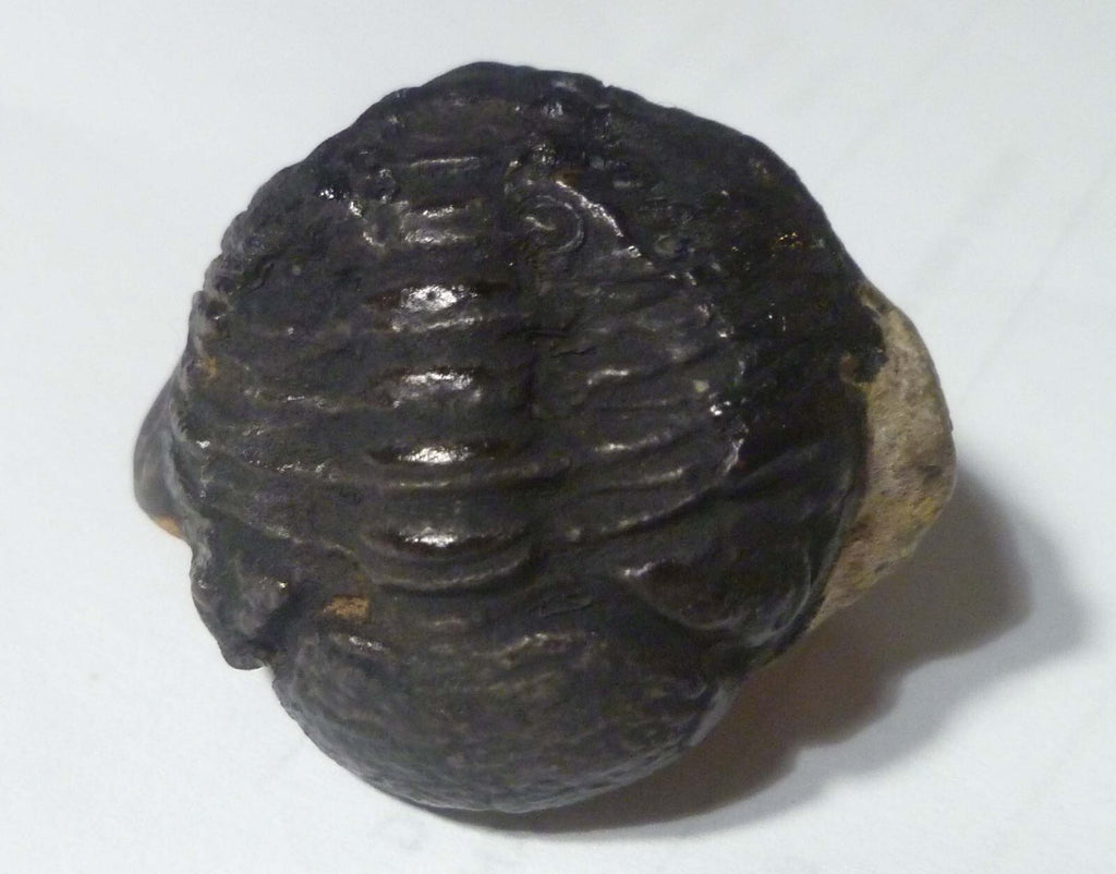 45mm Quality Phacops Trilobite Fossil From The Devonian of Morocco