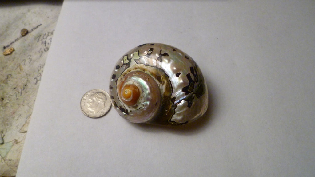 SOUTH AFRICA SARMATICUS TURBO SEA SHELL HERMIT CRAB  2 1/8" Beach decor