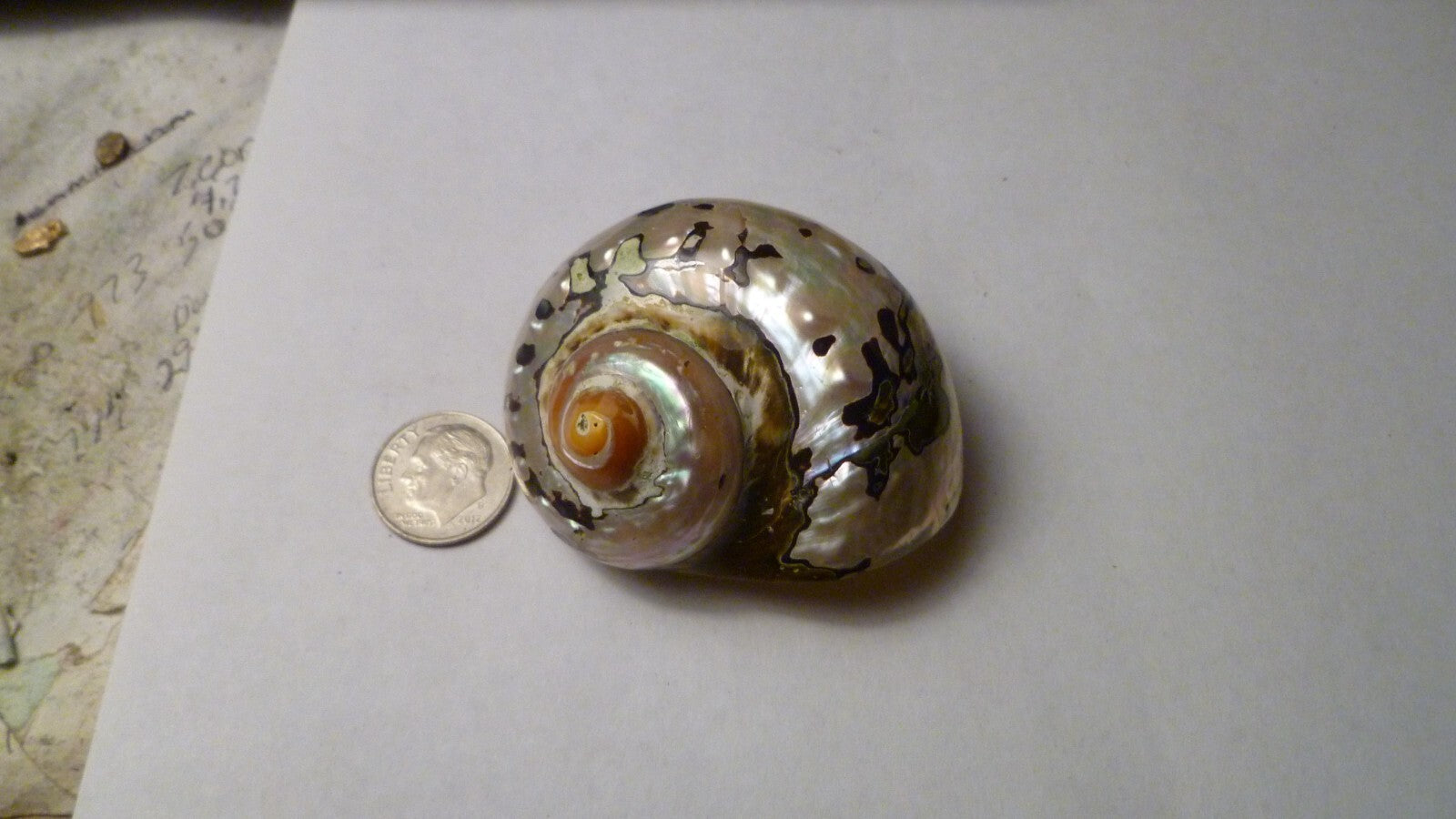 SOUTH AFRICA SARMATICUS TURBO SEA SHELL HERMIT CRAB  2 1/8" Beach decor
