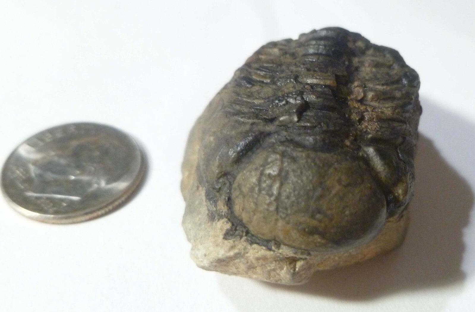 NICE! Quality Phacops Trilobite Fossil From The Devonian of Morocco