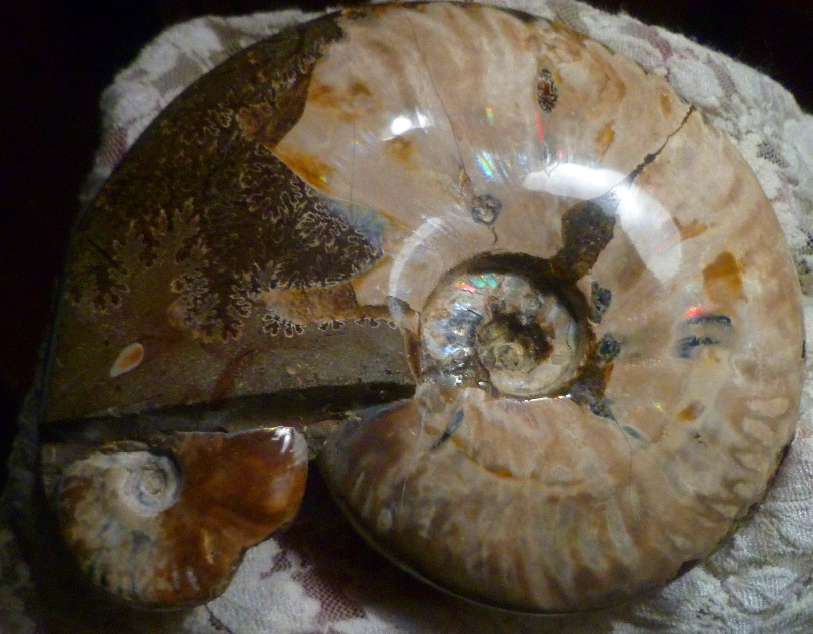 6" Polished AMMONITE FOSSIL W/Smaller in the End 100 MYO Madagascar OLD STOCK