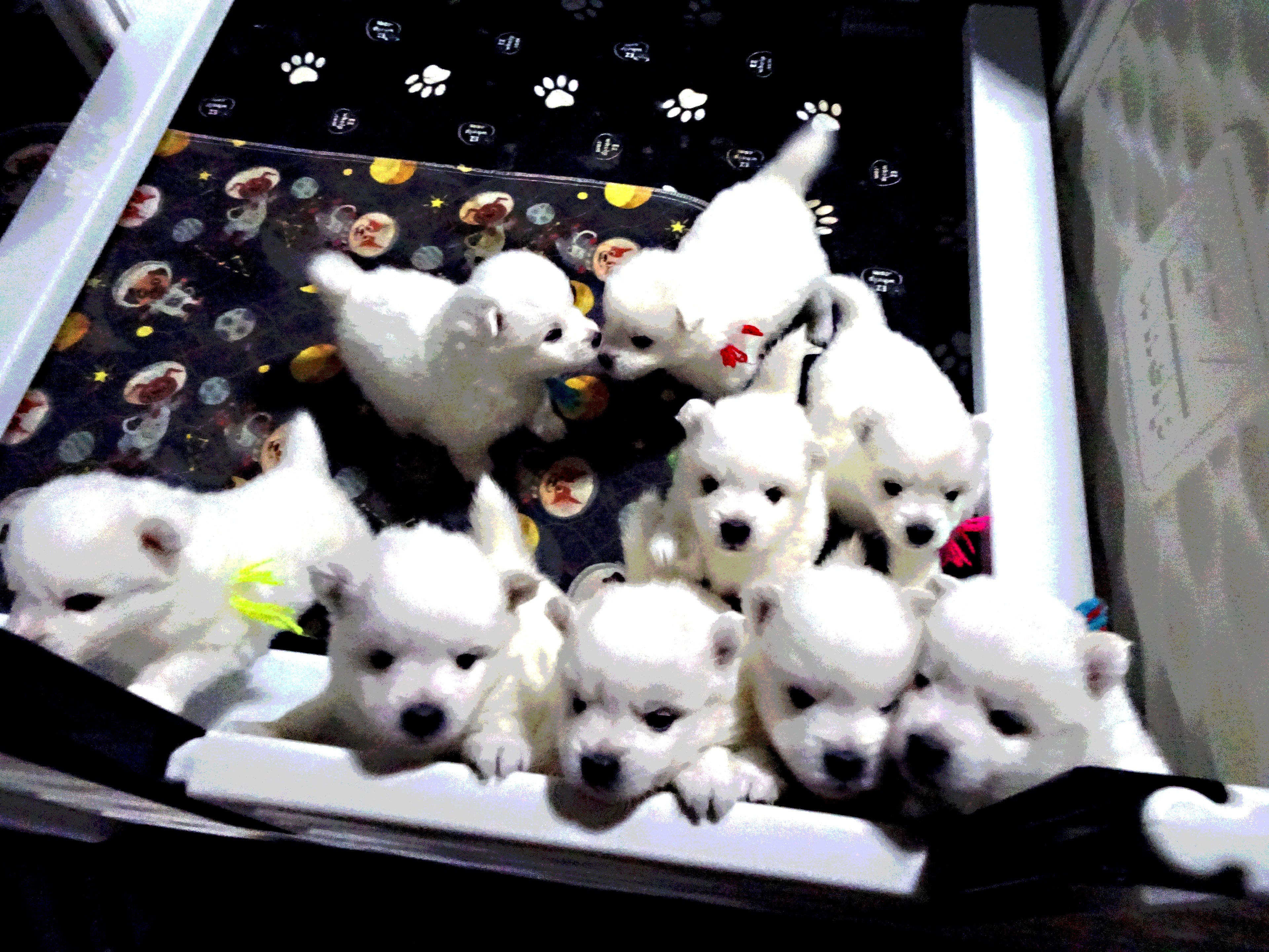 Puppy Deposit – Reserve Your American Eskimo Puppy