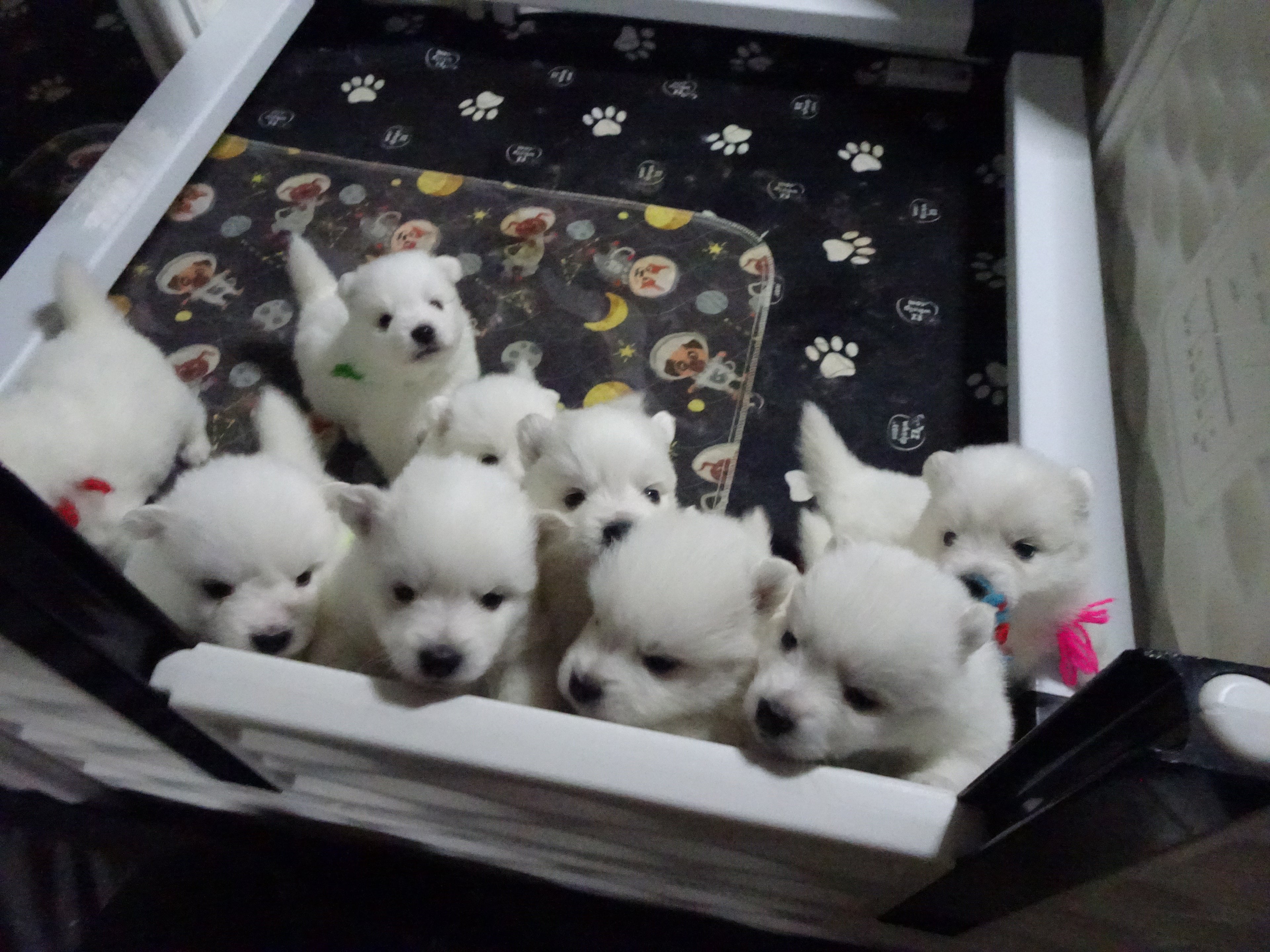 Puppy Deposit – Reserve Your American Eskimo Puppy