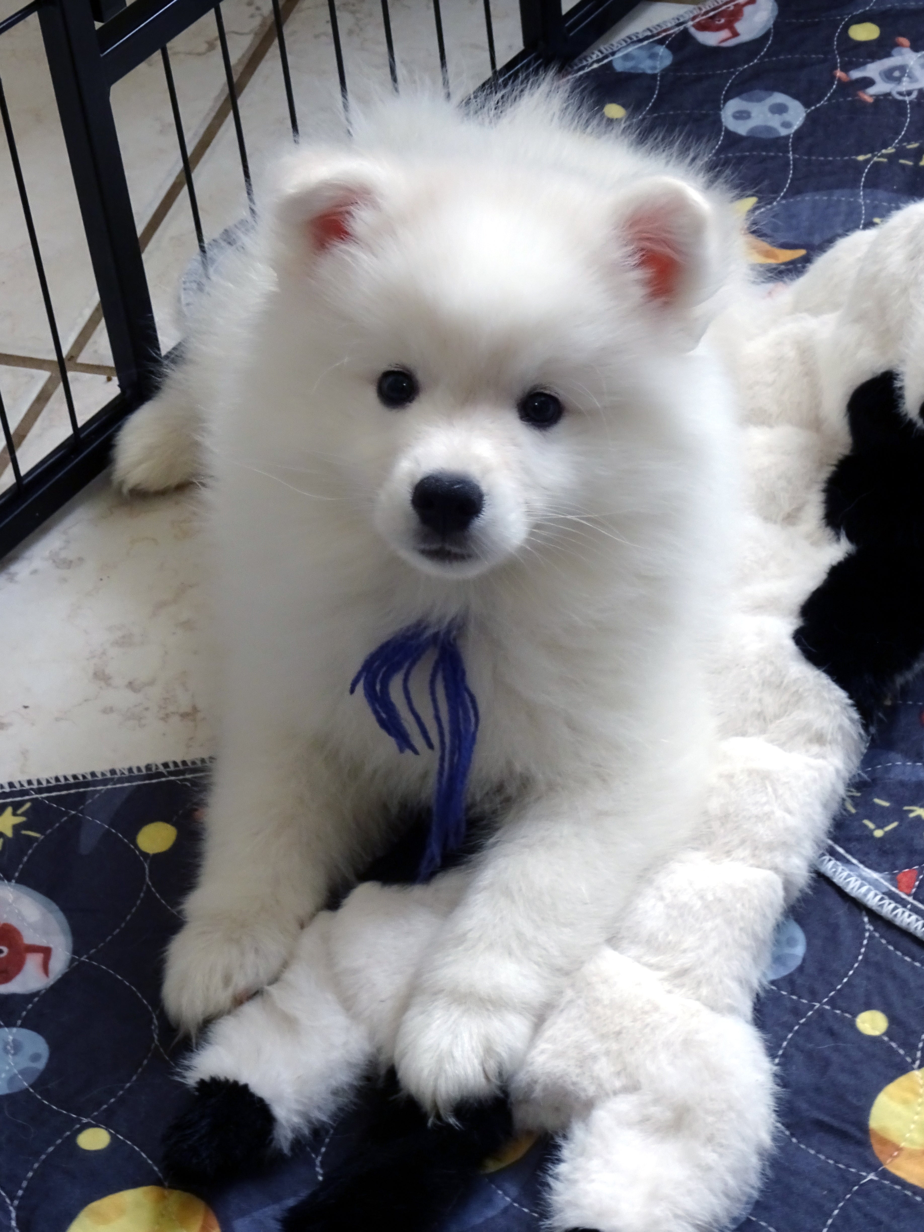 AKC American Eskimo Dog Puppy – Champion Bloodline